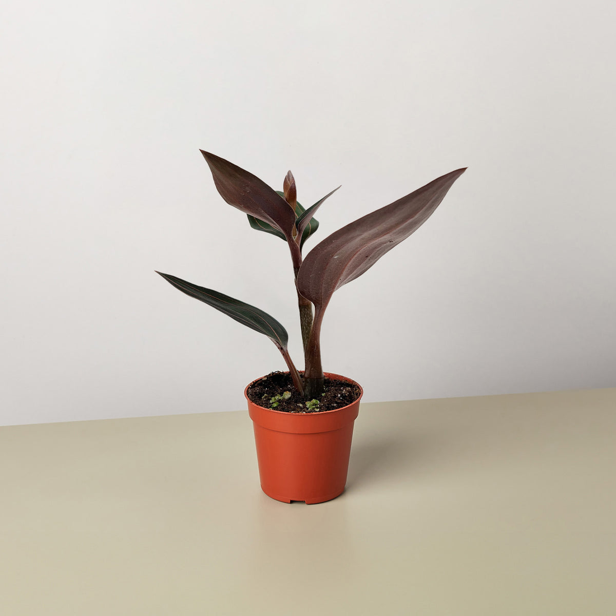 philodendron glad hands mature Philodendron Glad Hands – Leaf Stork main image 0