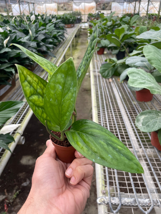 monstera peru plant Monstera 'Peru' | Indoor Plant | Tropical Plant | Potted Plant