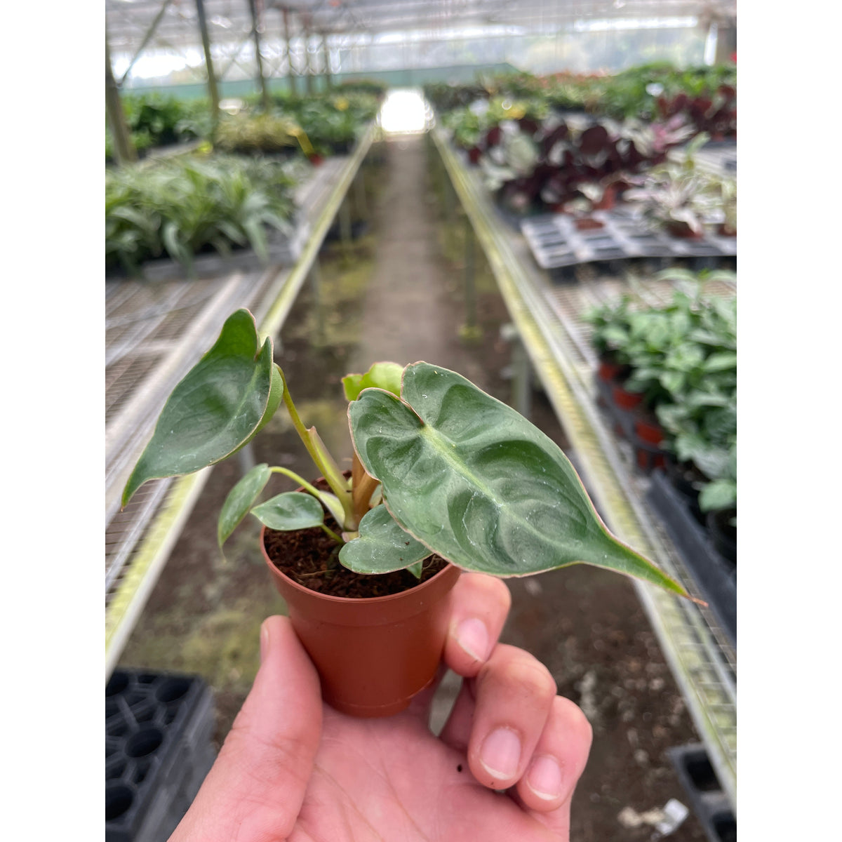 philodendron biliyae Philodendron 'Billietiae'