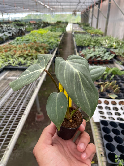 philodendron gloriosum vs zebra Philodendron 'Gloriosum' | Indoor Plant | Tropical Plant | Potted Plant