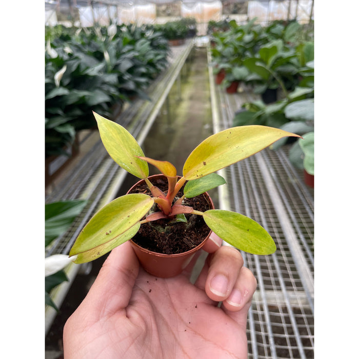 philodendron consanguineum Philodendron 'Orange Marmalade'
