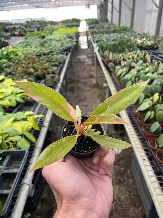 philodendron variegated ring of fire Philodendron 'Variegated Ring of Fire ' | Indoor Plant | Tropical Plant | Potted Plant