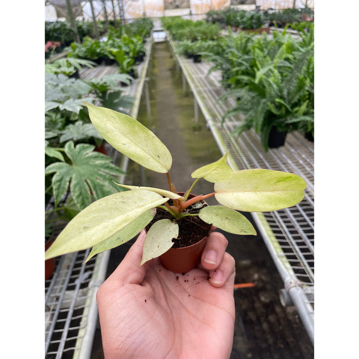 philodendron snowdrift variegata Philodendron 'Snowdrift' | Indoor Plant | Tropical Plant | Potted Plant