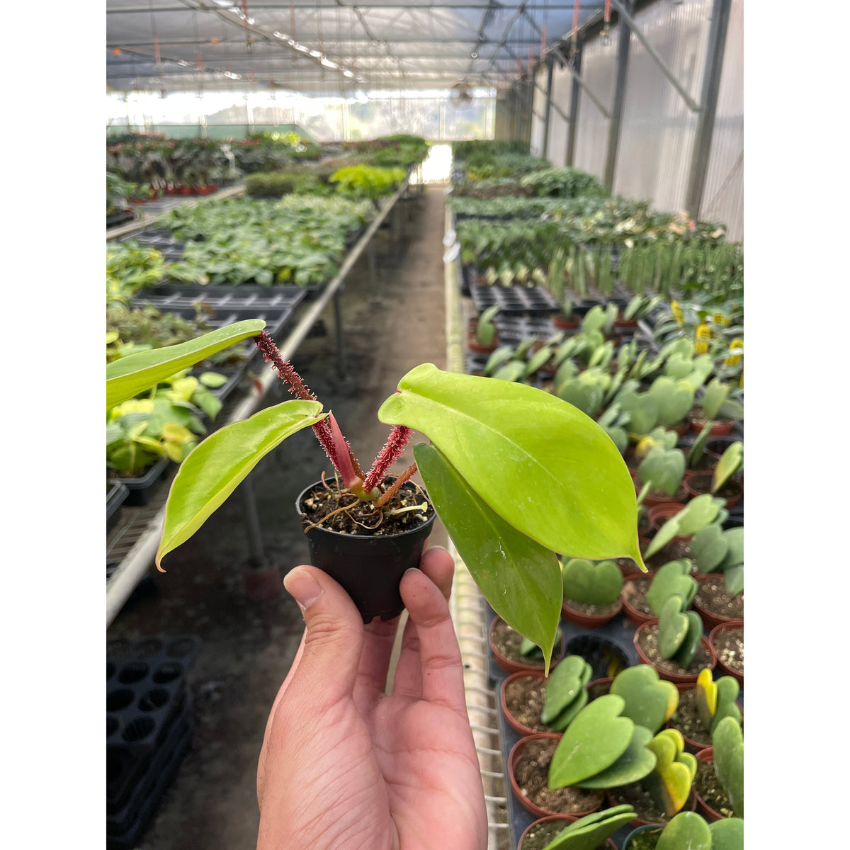 philodendron squamiferum poepp. Philodendron 'Squamiferum' | Indoor Plant | Tropical Plant | Potted Plant