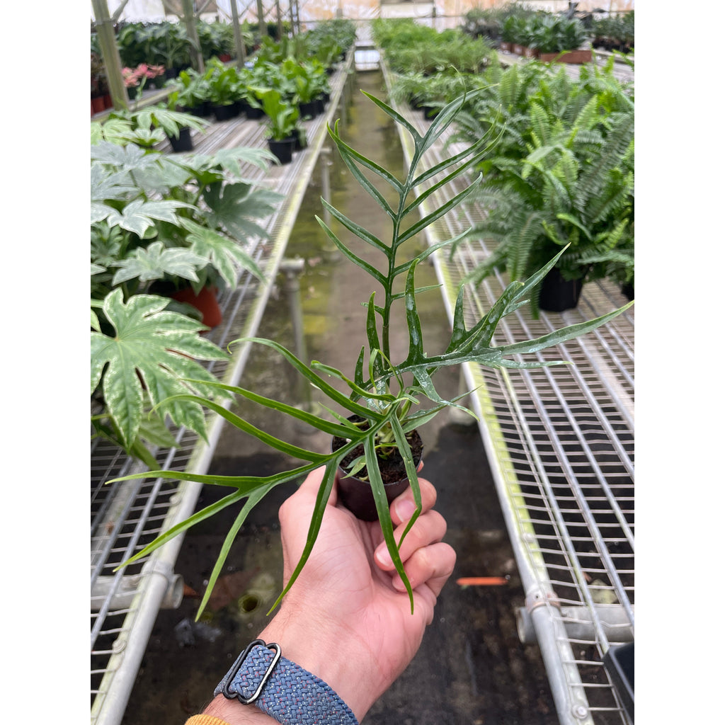 Philodendron 'Tortum' | Indoor Plant | Tropical Plant | Potted Plant