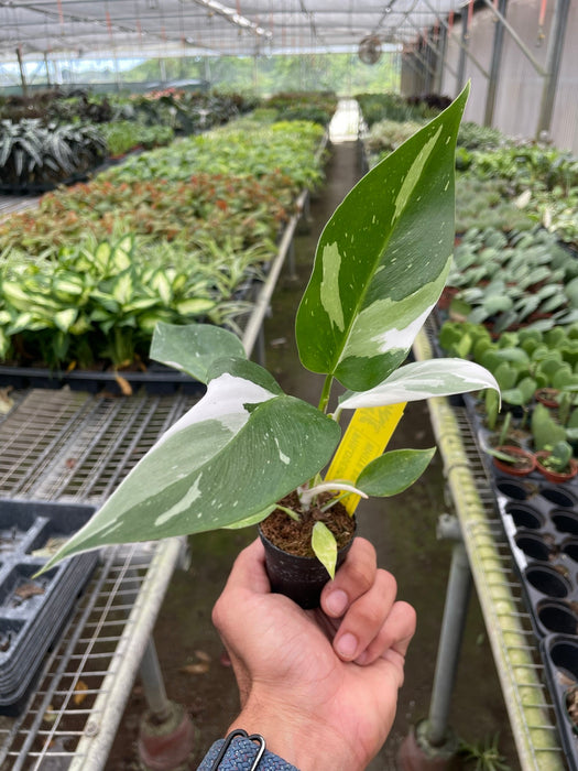 philodendron erubescens white princess Philodendron 'White Princess' | Indoor Plant | Tropical Plant | Potted Plant