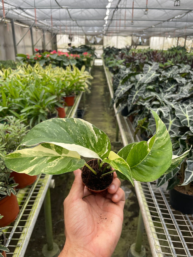 variegated pothos plant Pothos 'Albo Variegata'