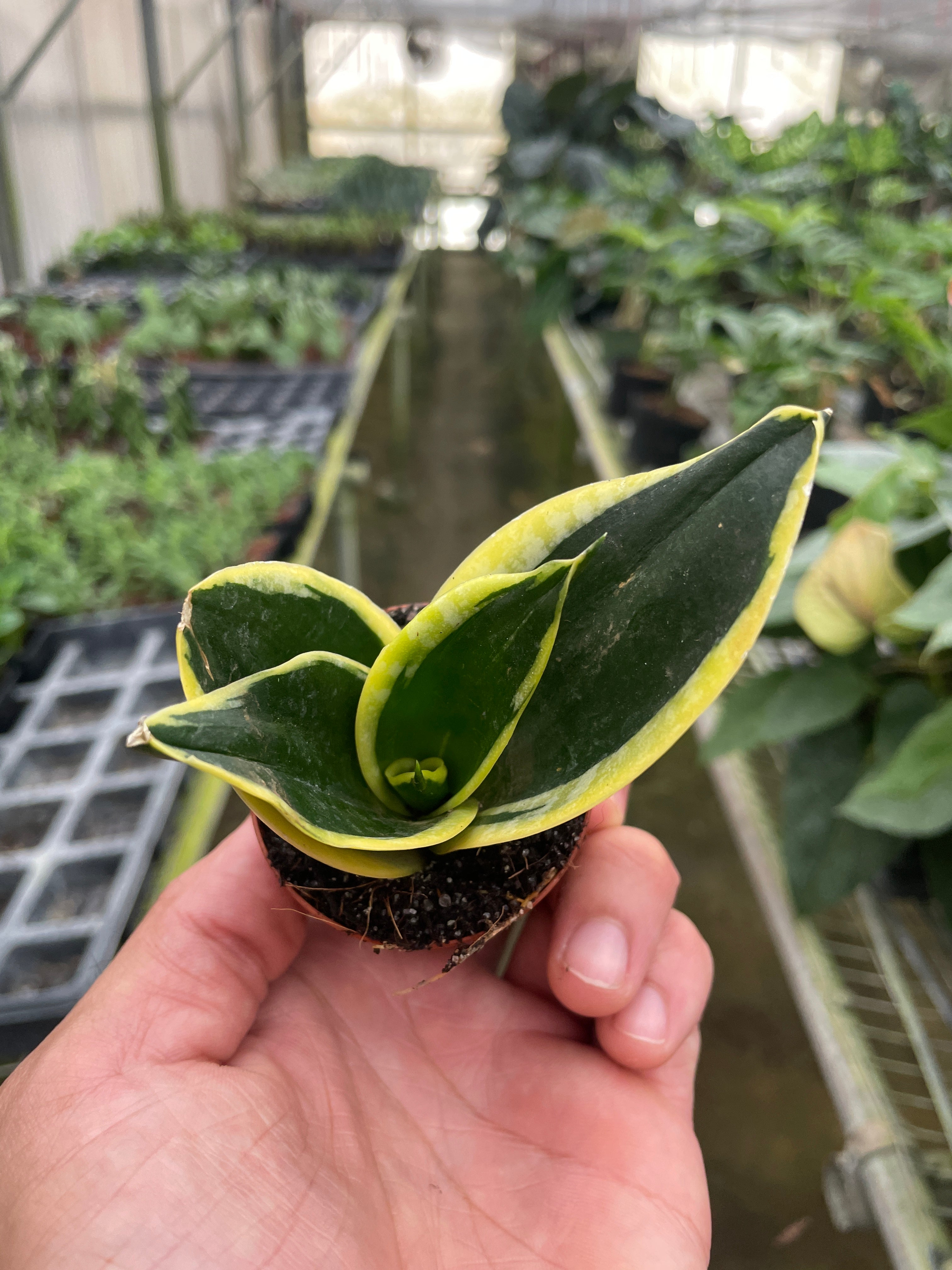 Snake Plant 'Black Gold'