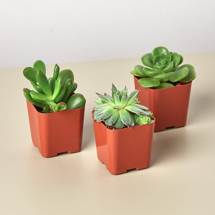 Succulent Variety Packs 2.0" Pot - 3packs