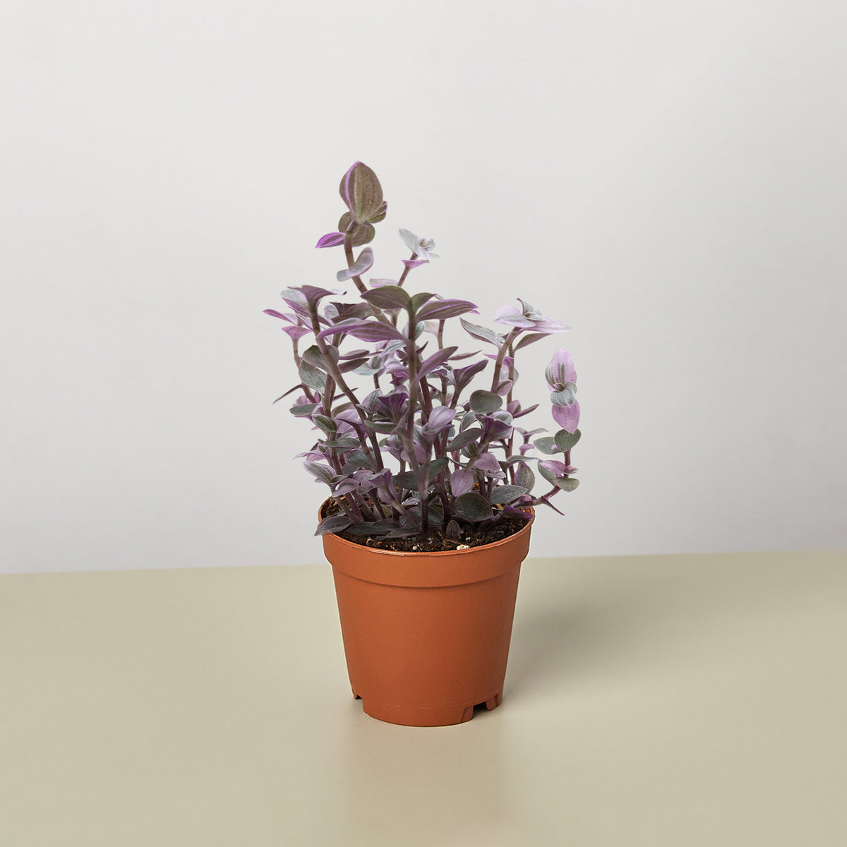pink panther house plant Tradescantia Callisia 'Pink Panther'