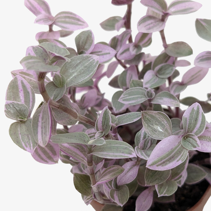 pink lady house plant Tradescantia Callisia 'Pink Panther'