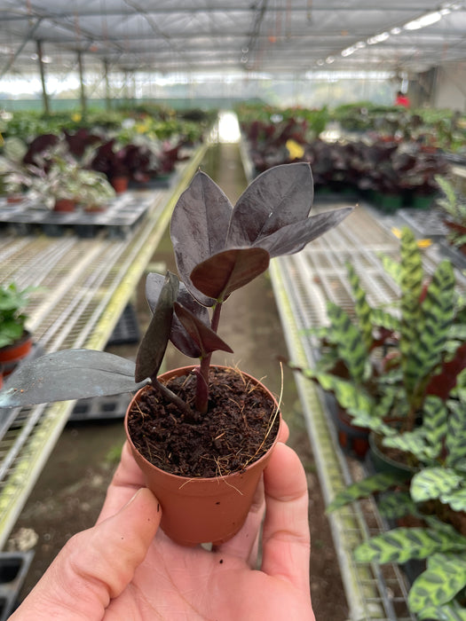 common problems with snake plants ZZ Zamioculcas 'Black Queen'