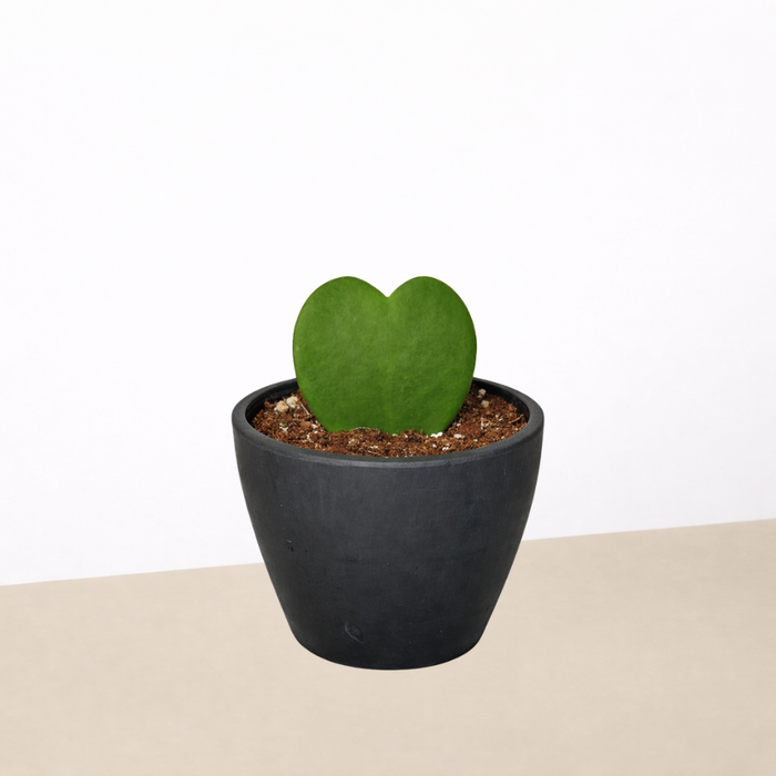 heart plant indoor Hoya 'Sweetheart' | Indoor Plant | Tropical Plant | Potted Plant