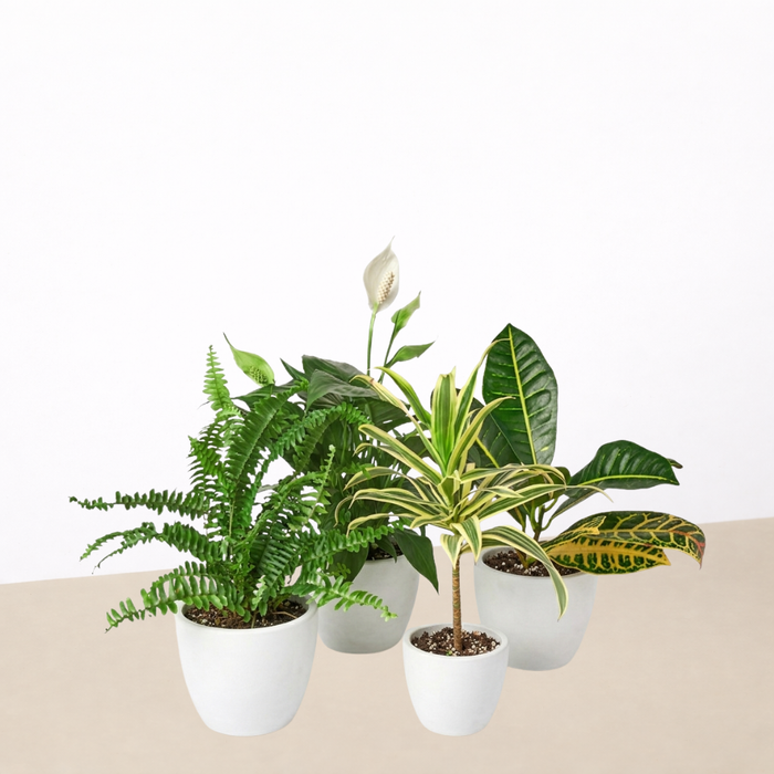purifying house plants Air Purifying Variety Bundle