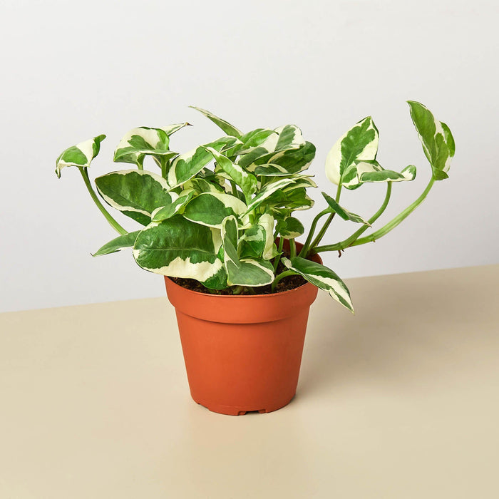 elite pothos Pothos 'N'joy'