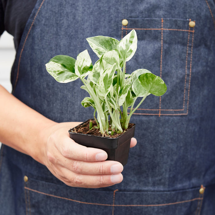 pothos dunnville Pothos 'N'joy'