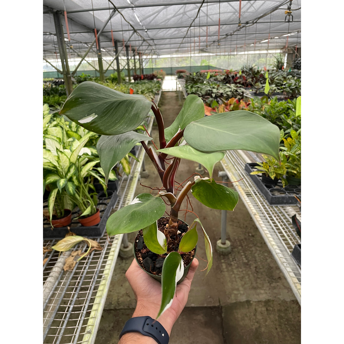 philodendron white knight plant Philodendron 'White Knight' | Indoor Plant | Tropical Plant | Potted Plant