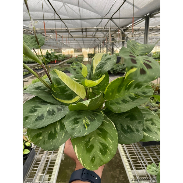variegated prayer plant care Maranta Variegated 'Beauty Kim'