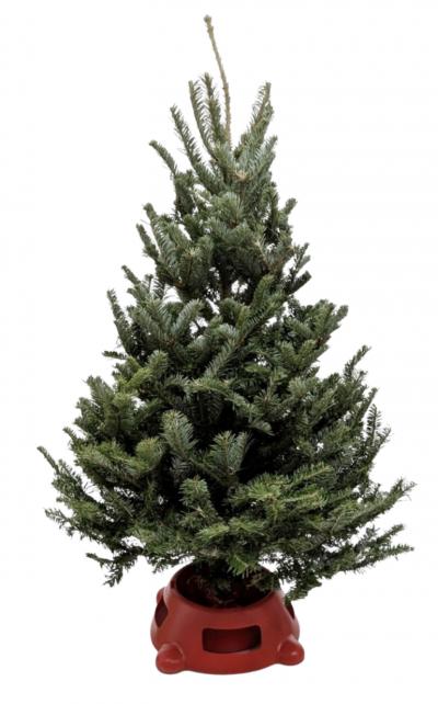 indoor fir plant 3'-4' Fraser Fir Christmas Tree with Stand