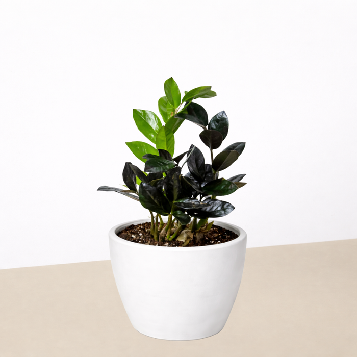 black knight zz plant ZZ Zamioculcas 'Black Queen'