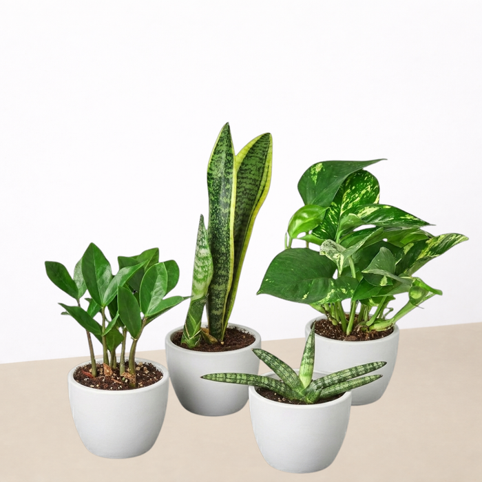 buy indoor potted plants online Easy Care Variety Bundle