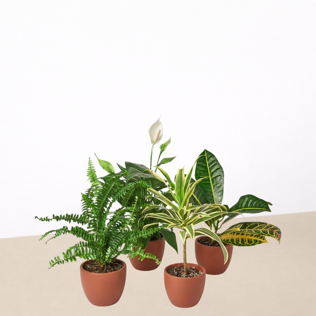 Air Purifying Bundle 6 inch