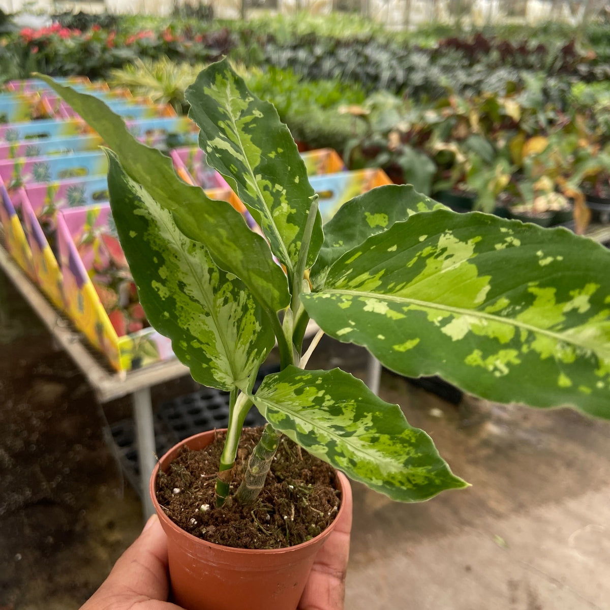 Chinese Evergreen Pictum Tricolor | House Plant Shop