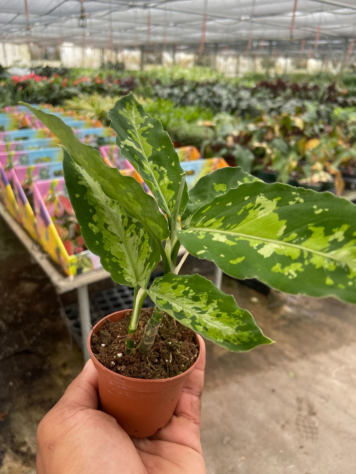 Chinese Evergreen Pictum Tricolor | House Plant Shop