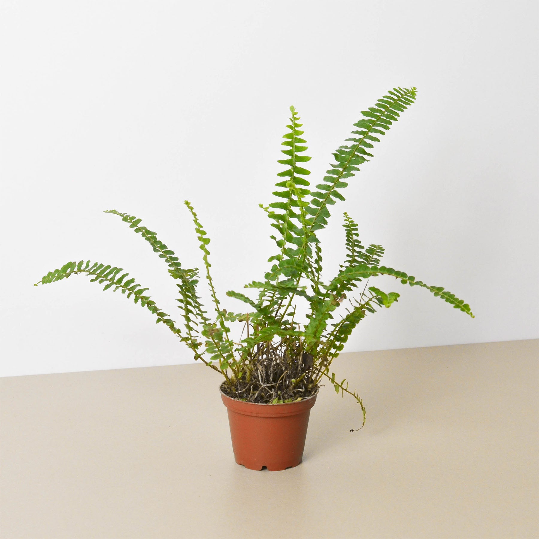 Jester's Crown Fern