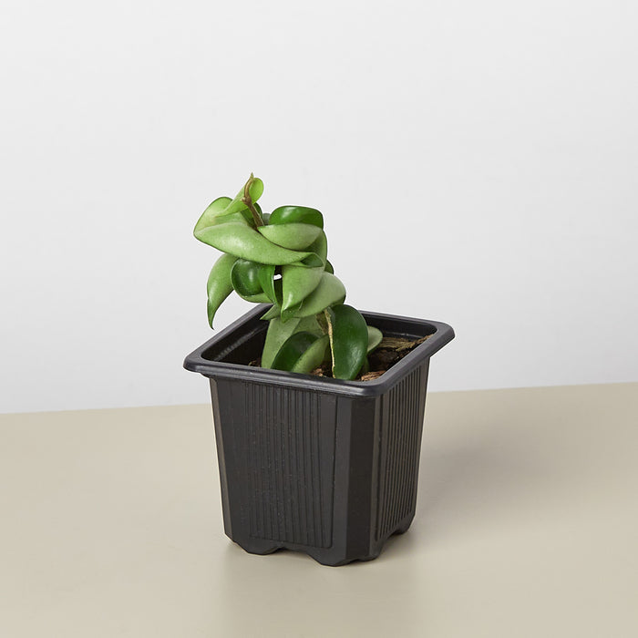 rope succulent plant Hoya Rope Plant