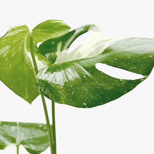 monstera plant for sale nearby Monstera 'Thai Constellation' | Indoor Plant | Tropical Plant | Potted Plant