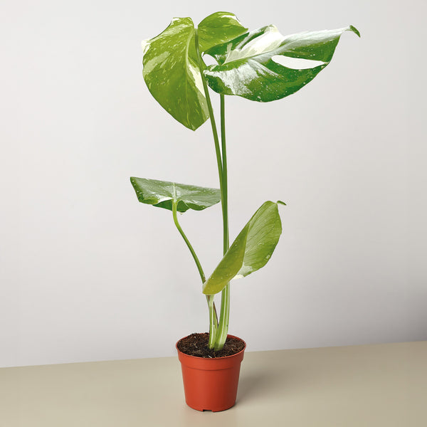 monstera deliciosa thai constellation for sale Monstera 'Thai Constellation' | Indoor Plant | Tropical Plant | Potted Plant