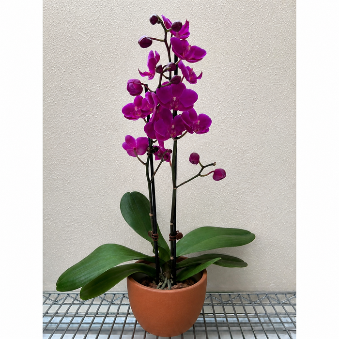 orchid house plants Orchid 'Purple'