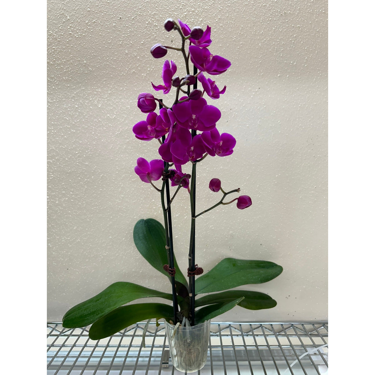 orchid house plant Orchid 'Purple'