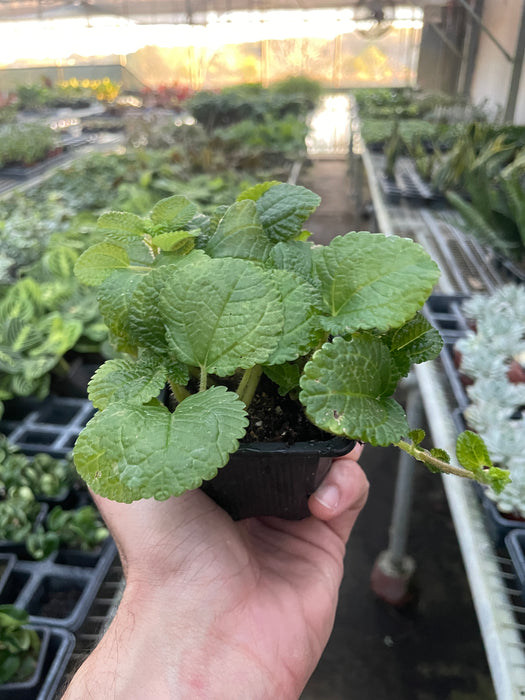 creeping charlie potted plant Pilea 'Crinkle' | Indoor Plant | Tropical Plant | Potted Plant