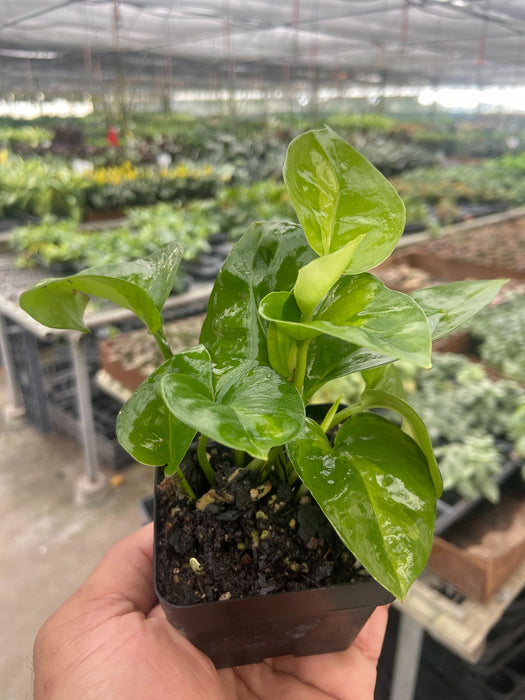 plain green pothos Pothos Global Green