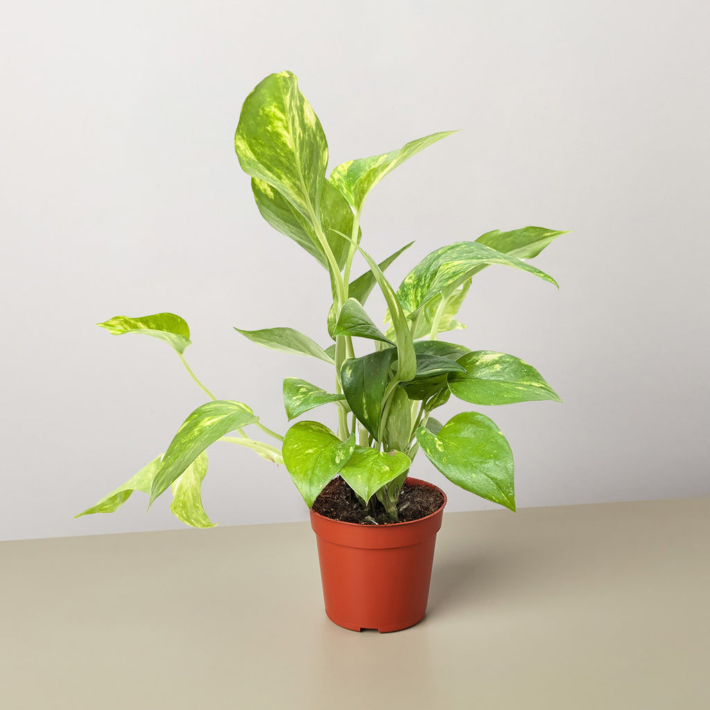 Pothos 'Golden' | Indoor Plant | Tropical Plant | Potted Plant