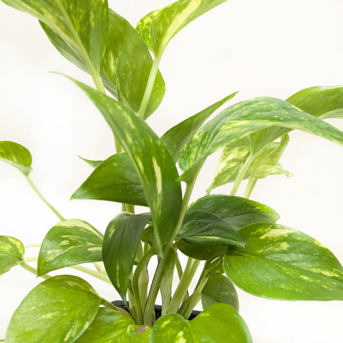 golden house plant Pothos 'Golden'