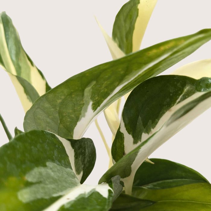 manjula pothos for sale Pothos 'Mutant Manjula'