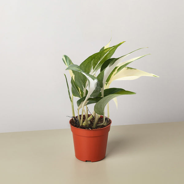 mutated manjula pothos Pothos 'Mutant Manjula'