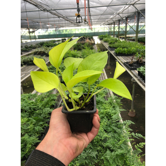 neon pothos buy online Pothos 'Neon' | Indoor Plant | Tropical Plant | Potted Plant