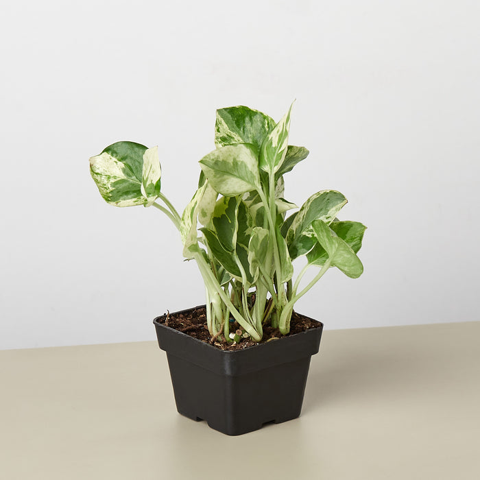 money plant n'joy Pothos 'N'joy'