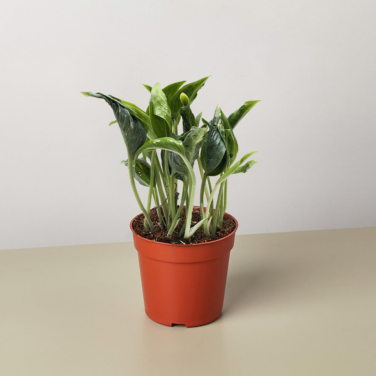 pothos 'shangri ooh la la' Pothos 'Shangri La'