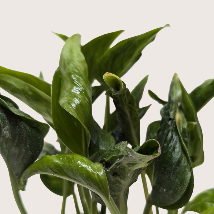 shangri la pothos Pothos 'Shangri La'