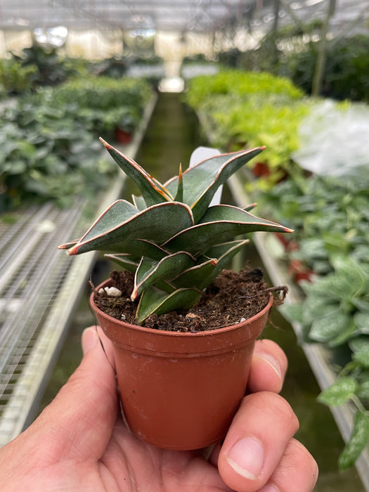 lavranos sansevieria Snake 'Lavranos'