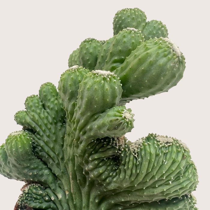 coral succulent Succulent Cereus Coral Green