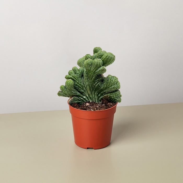 succulent that looks like green coral Succulent Cereus Coral Green