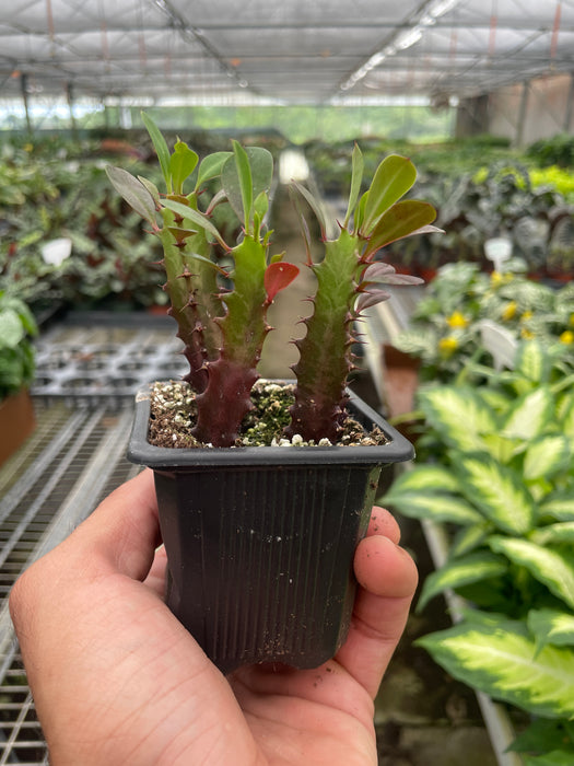 euphorbia indoor plant Succulent Euphorbia 'Trigona Rubra'