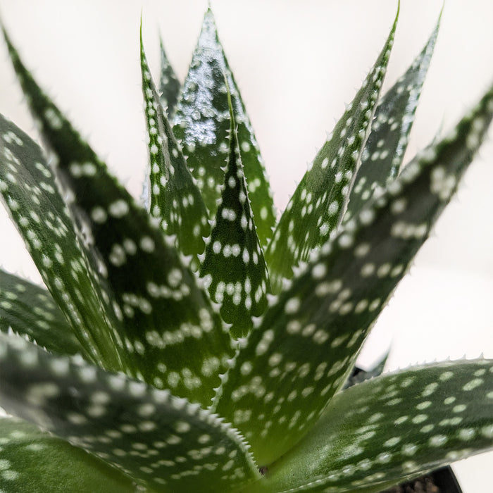 white dotted succulent Succulent Gasteria Durban