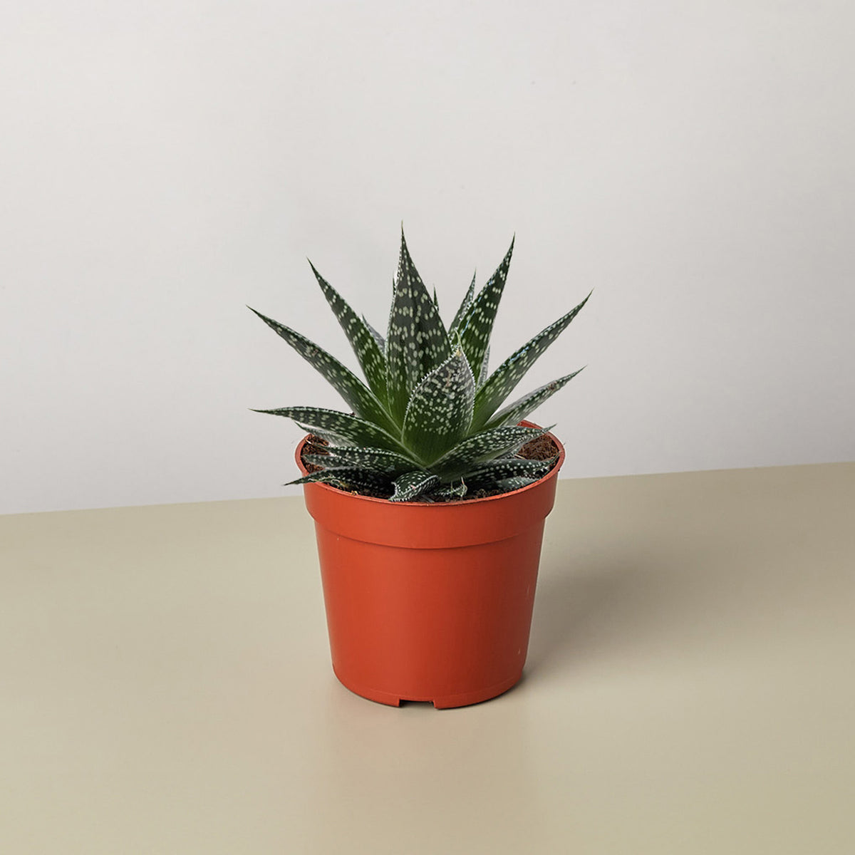 v shaped succulent Succulent Gasteria Durban